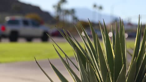 Spiky-leaves-of-agave-growing-by-street-in-golden-sunlight,-California