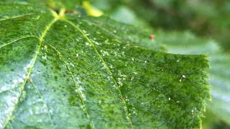 hojas de enfermedad infecciosa cercanas, floración blanca en la planta, moho en polvo