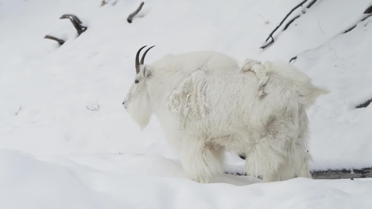 cabra de montaña haciendo caca en el parque de vida silvestre de yukon en canadá - toma amplia
