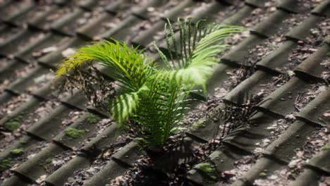 moss-and-fern-on-old-roof