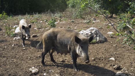 Weibliches-Wildschwein-Blickt-In-Zeitlupe-In-Die-Kamera,-Schwenk-Nach-Links