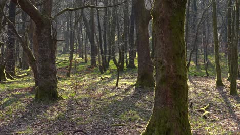 árboles en un bosque de pinos con poca luz matutina