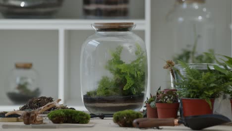 tiny forest ecosystem in a huge jar