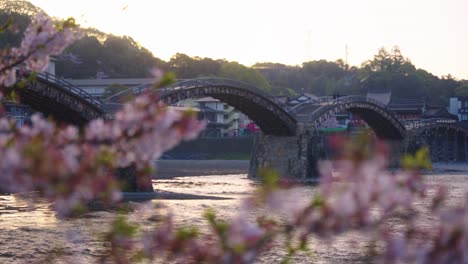 kintaikyo bridge in iwakuni, focus reveal from spring sakura cherry trees