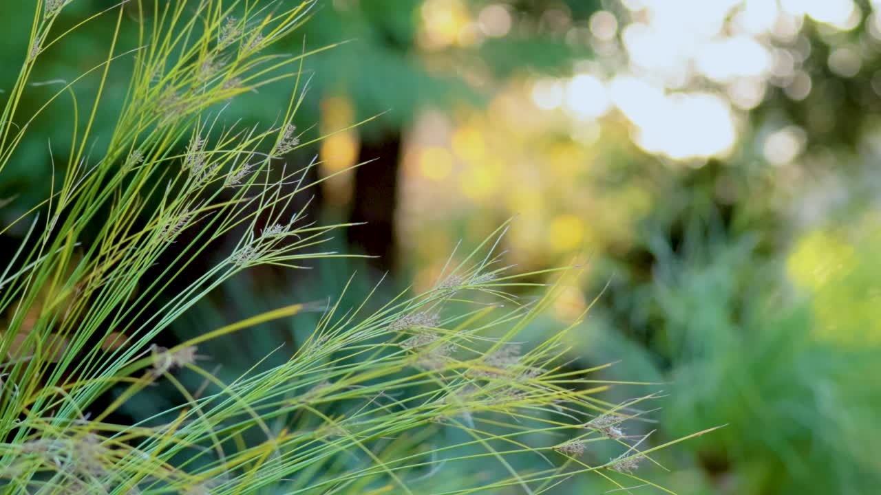 높은 풀이 부드럽게 바람에 흔들리는, 빛, 부드러운 초점과 따뜻한 조명으로 자연적인 설정에서 포착