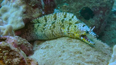 a dragon moray eel hunts in a cave surrounded by a coral reef at the bottom of the ocean close-up