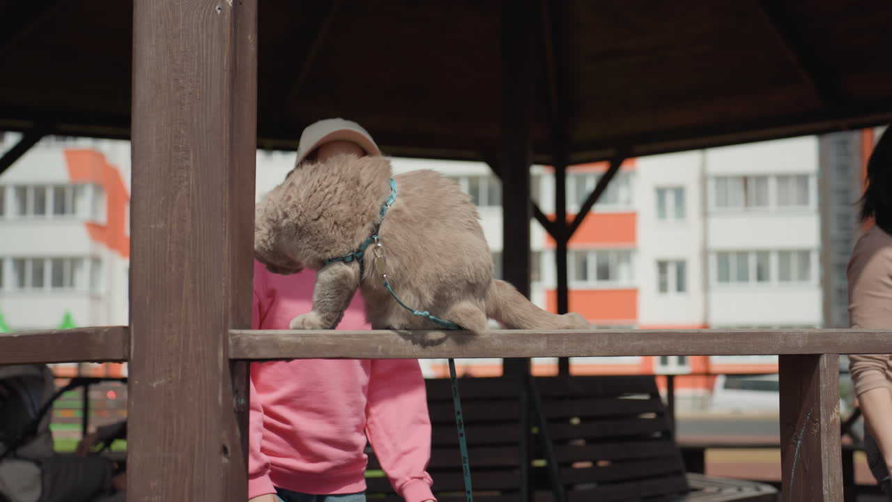 Gray Cat Climbing Railing While White Girl Pets Near Wooden Gazebo, Cap And Pink Shirt Visible, Friendly Interaction, Harness Present, Playful Movement And Gentle Touch, Urban Afternoon