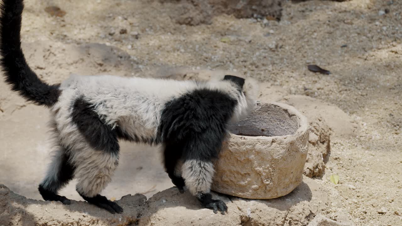 lémur rufo blanco y negro bebiendo agua en un lavabo de piedra