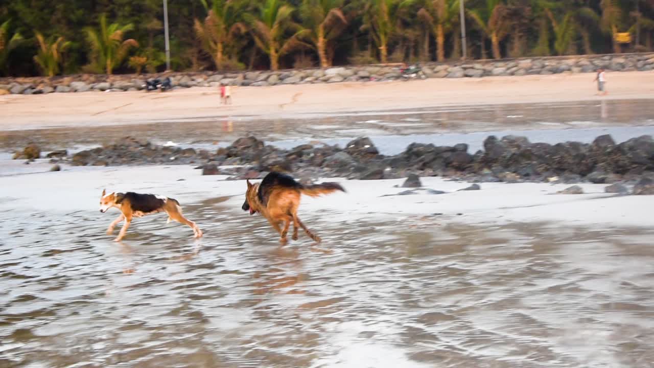 Um jovem cão de rua feliz brincando com um pastor alemão na praia | Cão de rua provocando e brincando com pastor alemão correndo atrás do cão de rua na praia em Mumbai