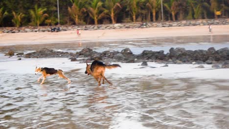 a happy young stray dog playing with a german shepherd on beach | stray dog teasing and playing with german shepherd dog on beach running behind stray dog on beach in mumbai