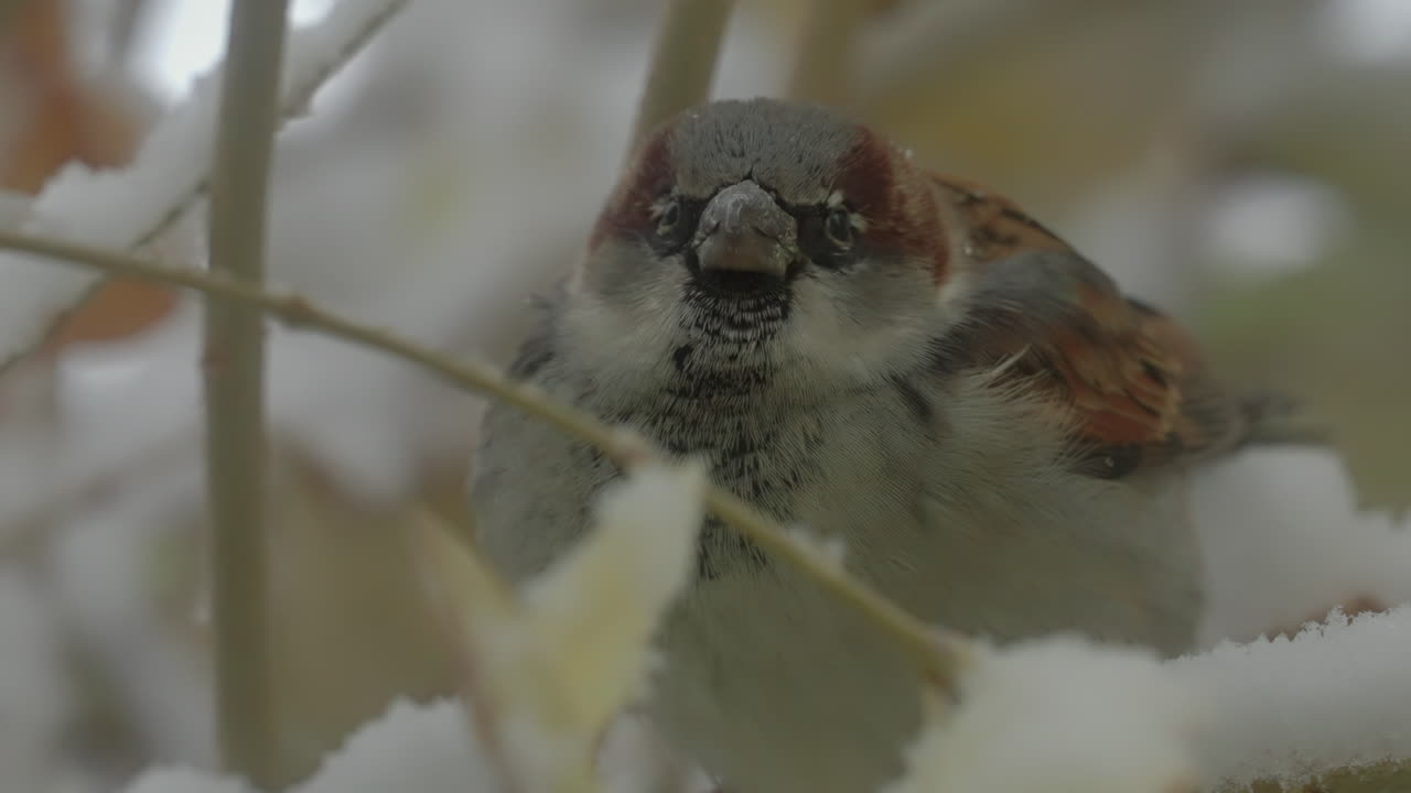 Macro close up shot of Sparrow bird sitting on tree branch during snowfall