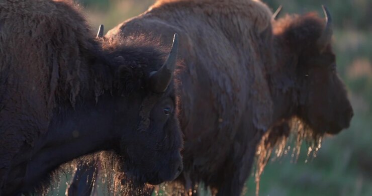 Filmato ravvicinato della fauna selvatica di un bisonte americano femmina che mostra un comportamento dopo una perdita riproduttiva, mentre è inseguita da un bisonte maschio. Dinamiche naturali del branco e comportamento riproduttivo catturati in natura.