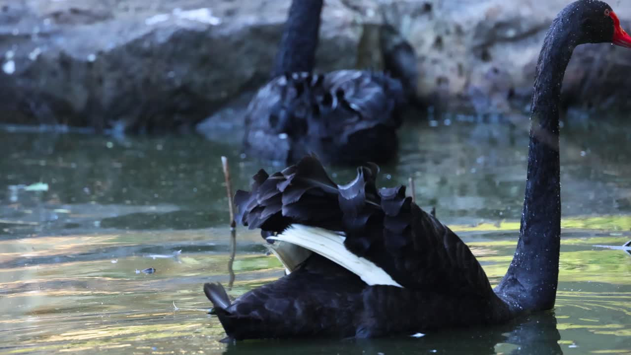검은 백조 들 이 연못 에서 상호 작용 하고 있다