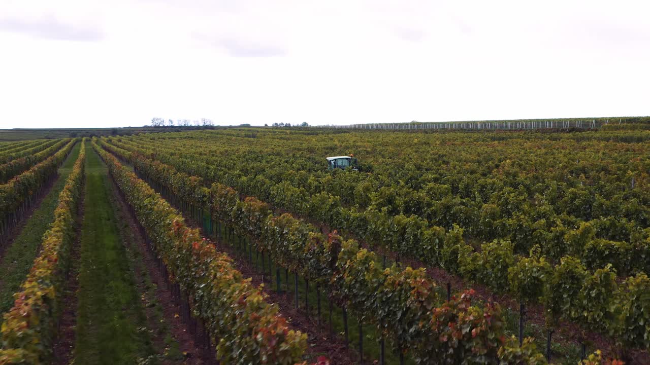 Drone flying low over neat vineyard on Austrian wine farm; tractor in row