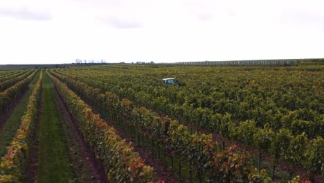 drone flying low over neat vineyard on austrian wine farm; tractor in row