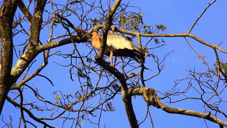ibis de cuello amarillo gran pájaro posado en un árbol con ramas sin hojas