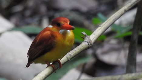 looking to the side, a rufous-backed kingfisher or ceyx rufidorsa bird is seen perched on a wooden branch