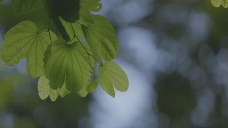 vertical garden with tropical green leaf with fog and rain, dark tone