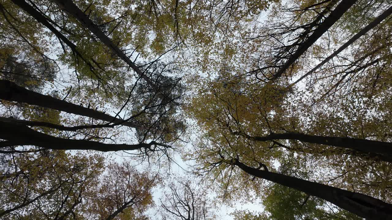 Tall beech trees with autumn leaves reach towards a cloudy sky from a low-angle view