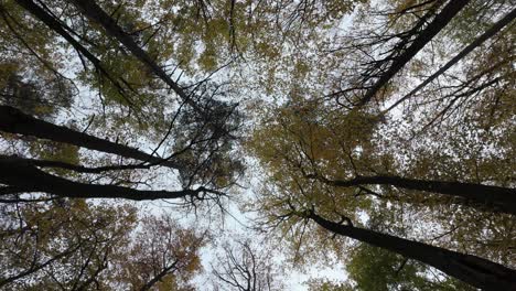 tall beech trees with autumn leaves reach towards a cloudy sky from a low-angle view