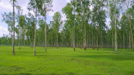 Drone-enters-the-tropical-dense-forest-capturing-the-captivating-nature-with-a-vibrant-green-environment-4K-video