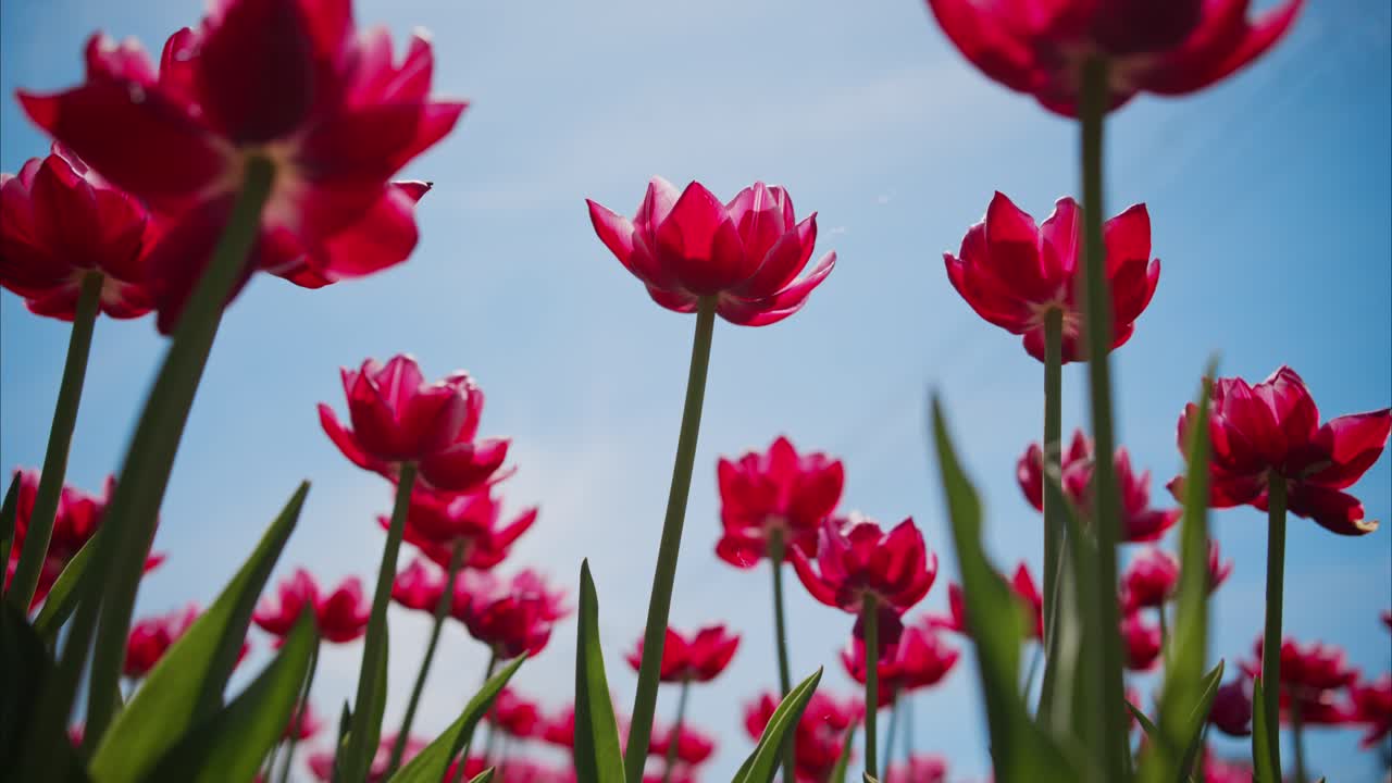Vibrant red tulips rise tall against clear blue sky. Low-angle shot captures flowers in full bloom. Sunlight enhances petals' rich color and texture. Perfect for springtime, floral