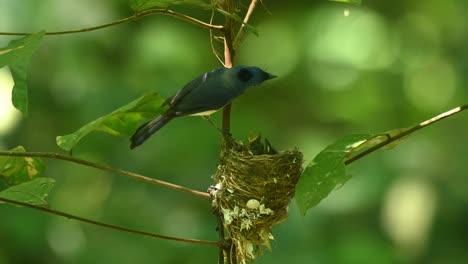 male parent bird gives food to its nestlings then flies away, black-naped blue flycatcher hypothymis azurea, thailand