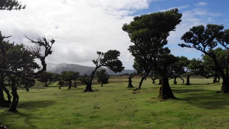 Die-Drohne-Gleitet-über-Den-Fanal-Teich-Auf-Der-Insel-Madeira-Und-Fängt-Die-Ruhige-Schönheit-Der-Alten-Lorbeerbäume-Ein