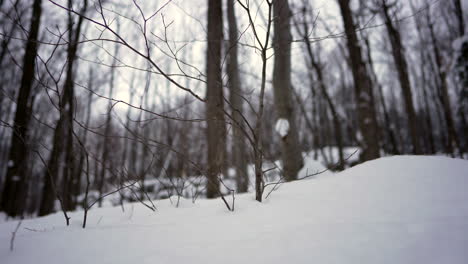 pan shot in winter in front of a small tree covered in snow