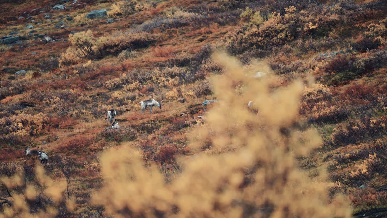 A small herd of reindeer grazing on the hill in the autumn tundra