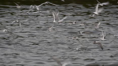 Terns-and-Gulls-Skimming-for-Food-are-migratory-seabirds-to-Thailand,-flying-around-in-circles,-taking-turns-to-skim-for-food-floating-on-the-sea-at-Bangpu-Recreational-Center-wharf