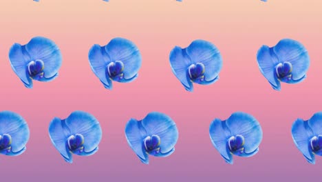 composición de filas de flores azules que se mueven sobre un fondo rosado