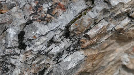 ant walking on rockwall in the mountains