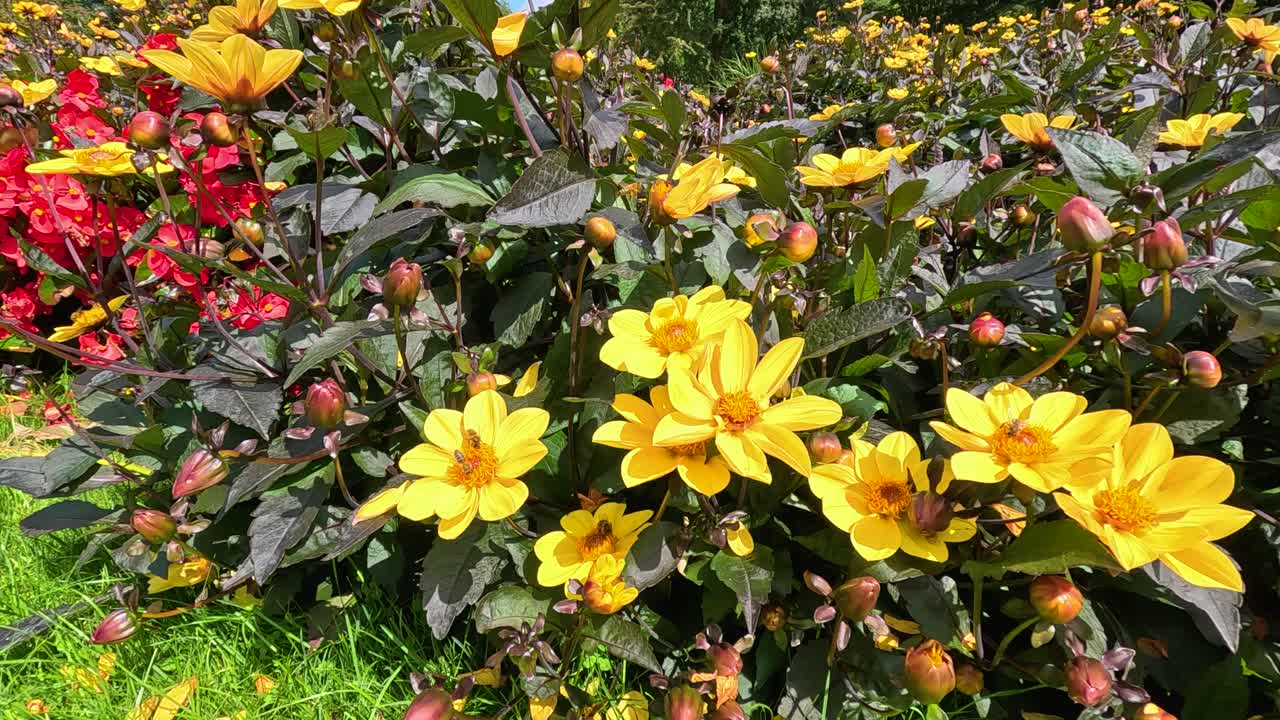 A bee actively pollinates vibrant yellow Turnera ulmifolia flowers in a lush Berlin park, captured in bright daylight with smooth camera panning