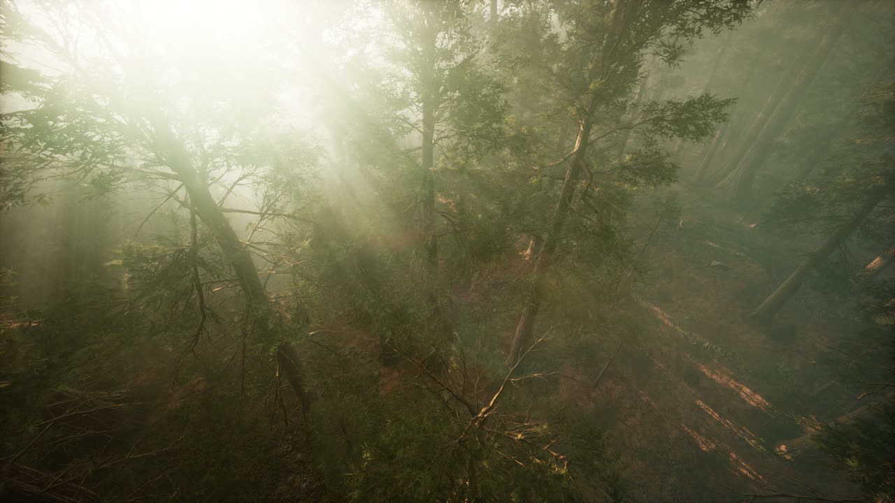 drone rompiendo a través de la niebla para mostrar la secuoya y el pino