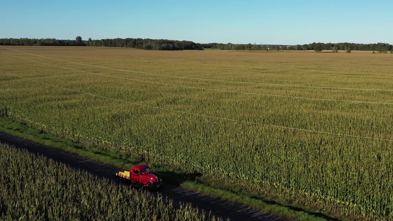 vuelo inverso en ángulo de camión rojo vintage a través de campos de maíz