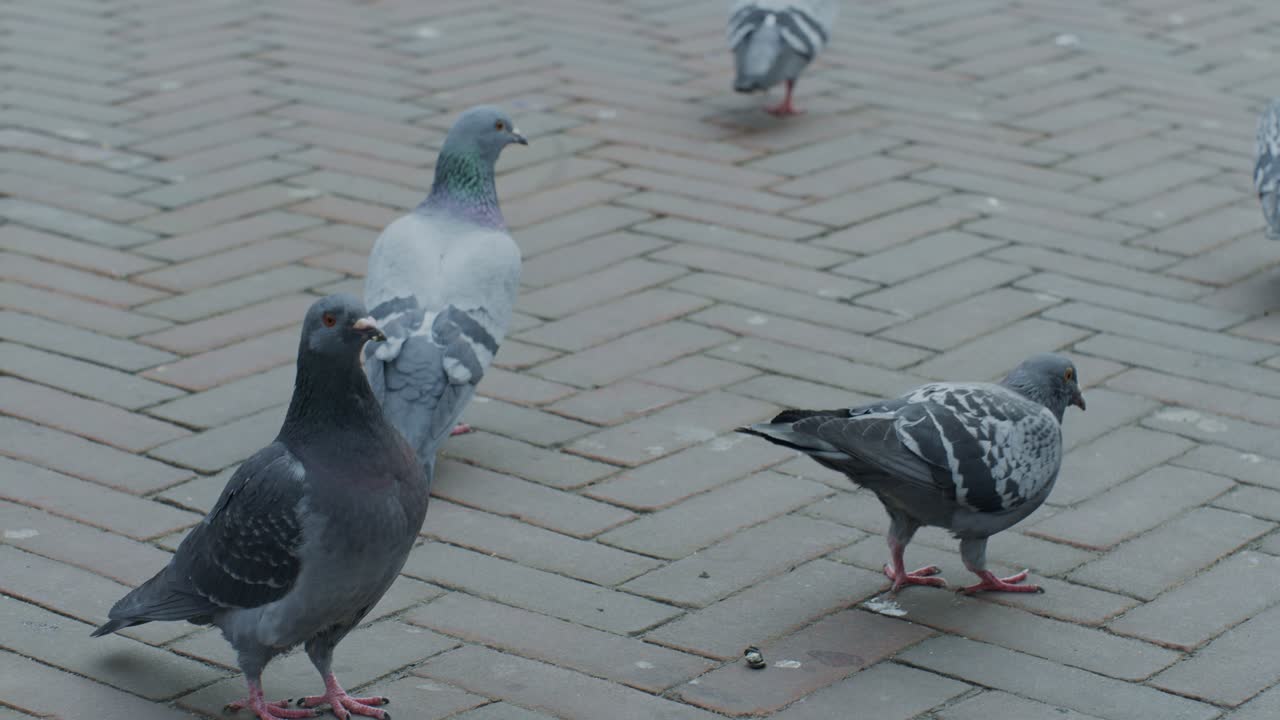 a bunch of pigeons birds on the ground of the street walking and pecking in the dutch city town of Europe Netherlands Rotterdam