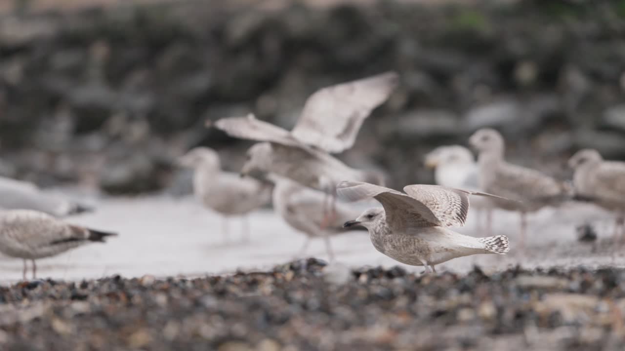 해변에서 갈매기