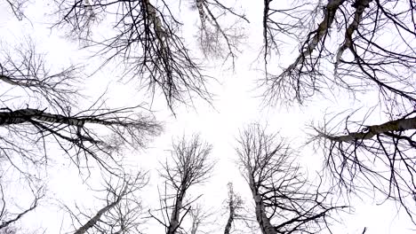 trees without leaves against the background of the autumn sky