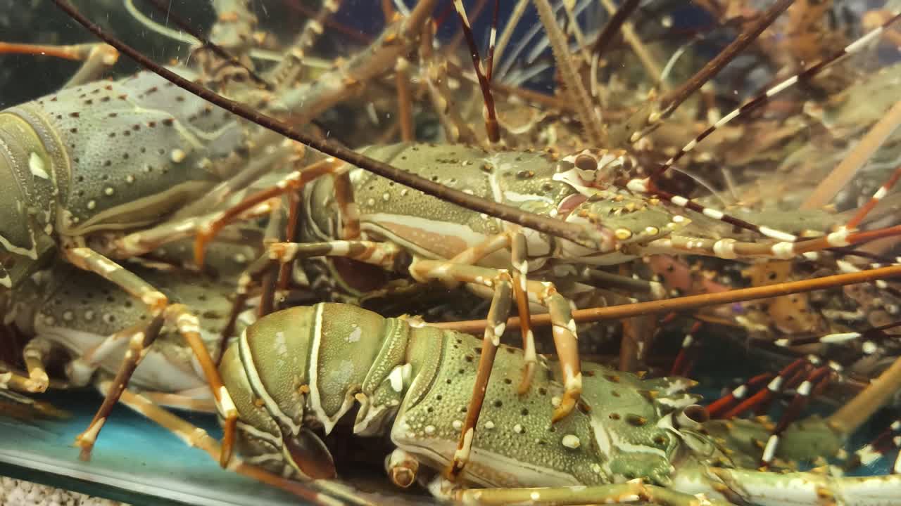 Live Lobsters