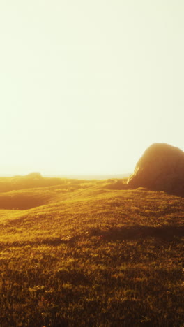 golden hour in a grassy field