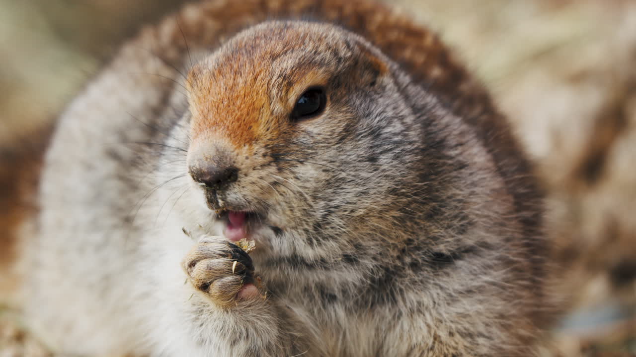 близкий взгляд на еду арктической земной белки в юконе, канада