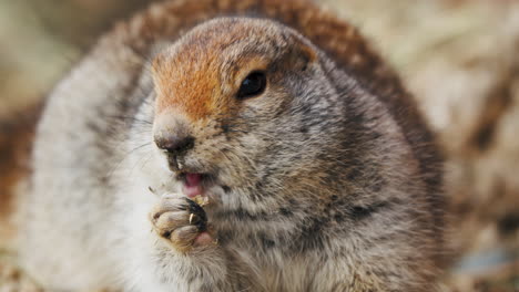 Close-Up-Of-An-Eating-Arctic-Ground-Squirrel-In-Yukon,-Canada