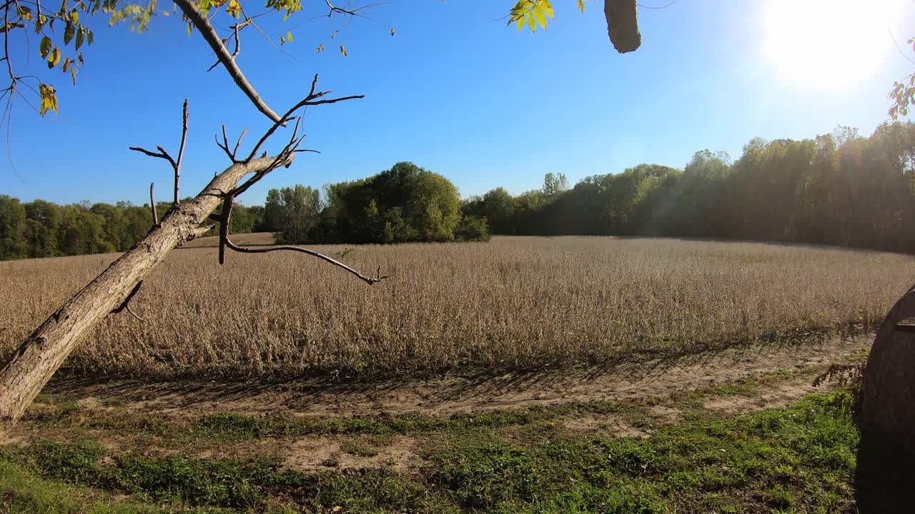vista tranquila de un campo de soja listo para la cosecha a principios de otoño en un día soleado en el centro de illinois