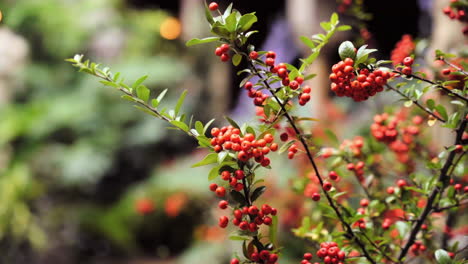 Planta-De-Espino-De-Fuego-De-Hoja-Estrecha-Con-Racimos-De-Frutas