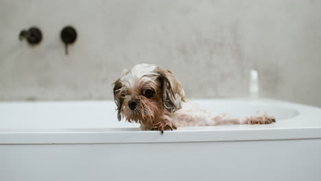 dog in a buthtub