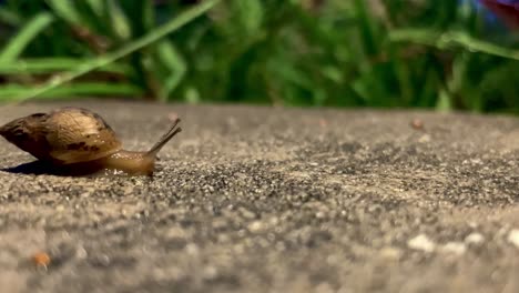 Snail makes long trek across wet concrete by grass on rainy summer night