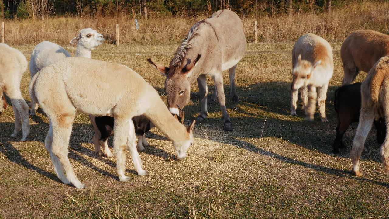 alpacas y burros pastando