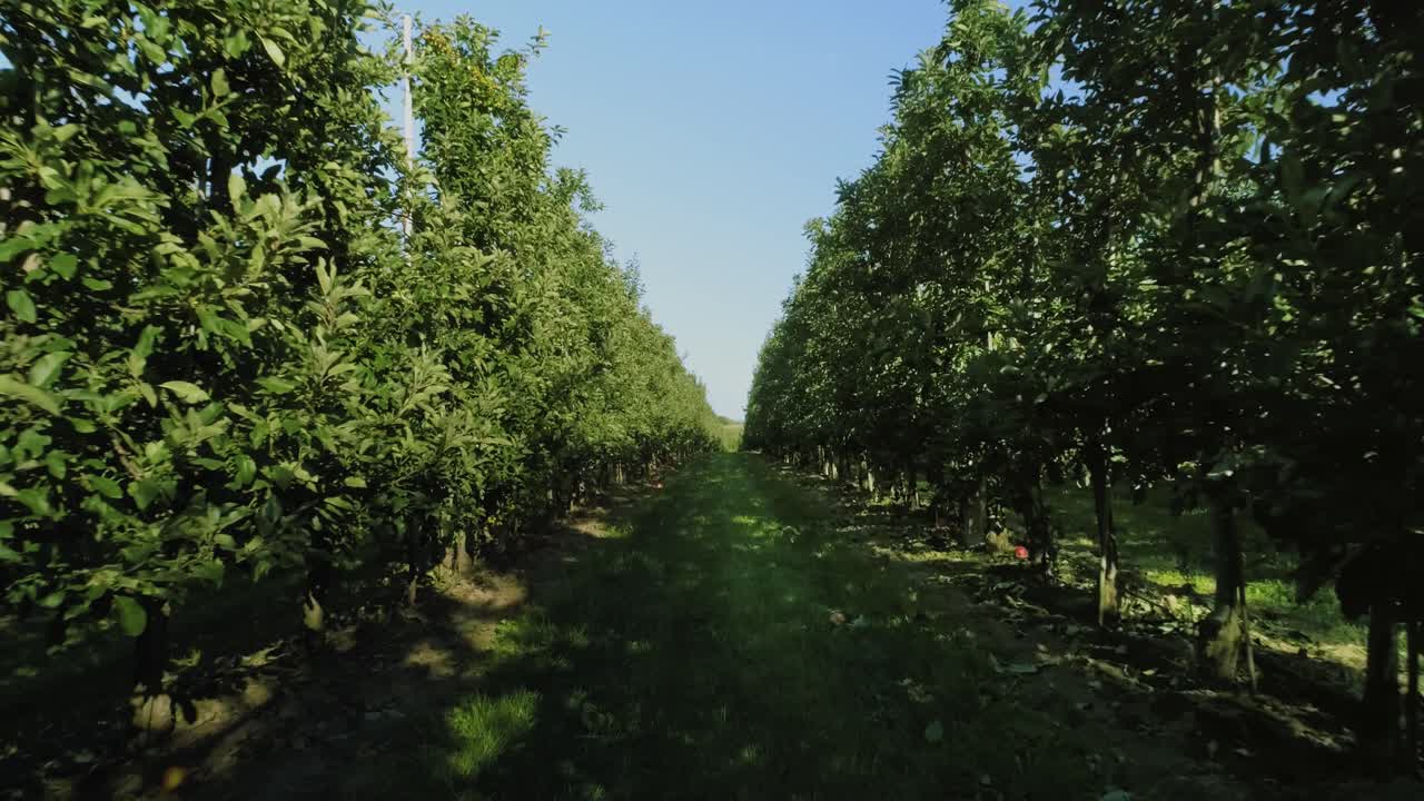 과수원 에 있는 사과 나무 들 의 느린 움직임