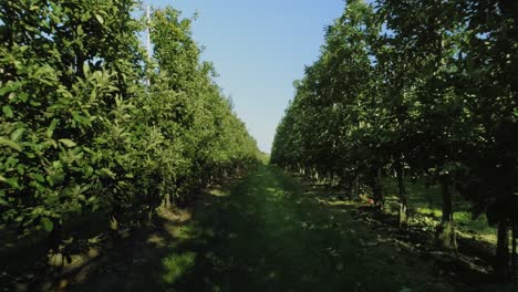 slow motion of view of apple trees in the orchard